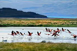 Flamencos australes en el Lago Argentino.