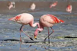 Phoenicopterus andinusFlamenco