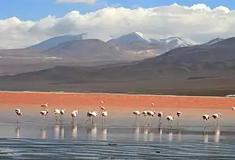 Laguna Colorada