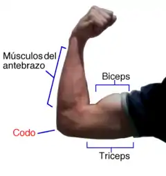 Músculo tríceps braquial extendido.