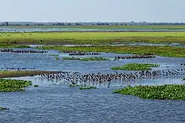 En la región de Los Llanos se puede apreciar una gran variedad de especies de aves.