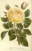 'Jaune d'Or', Oger 1864.