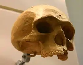 Réplica del cráneo de Florisbad. Este cráneo similar a los hombres arcaicos se le ha asignado, por algunos autores, un género propio, H. helmei, debido a la dificultad de encajarlo en los reconocidos hasta este descubrimiento.