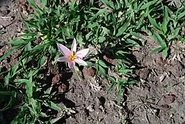 Flor (Zephyranthes carinata), en Huasca de Ocampo.