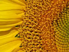 Maduración centrípeta de las flores individuales en la cabeza de un girasol. En los girasoles, cada "pétalo" es una flor y cada "semilla" es una flor.
