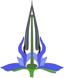 Flor de Boraginaceae, nótese el estilo ginobásico que divide al ovario en 4 lóbulos.