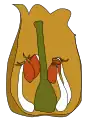 Flor de Arbutus, una ericácea, parte del perianto removido. Se observan los estambres (filamentosos basifijos filamento blanco, antera colorada) con 2 apéndices cada uno coloreado de marrón.