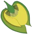 Flor de Annona. En verde el receptáculo y los sépalos, en amarillo los pétalos, en amarillo oscuro los estambres, en amarillo claro los estilos de los carpelos, en circulitos blanquitos los lóculos de cada carpelo.