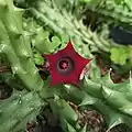 Huernia schneideriana