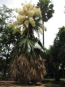 Floración de la palma Talipot.