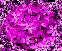 Flores flox de color púrpura psicodélico