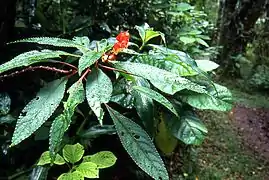 Vegetación de selva lluviosa en el parque.