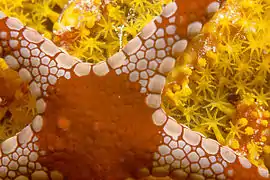 Estrella de mar de los fondos coralinos.