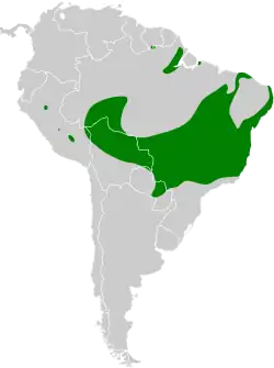 Distribución geográfica del hormiguerito dorsirrufo.
