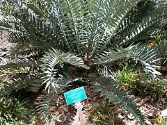 Encephalartos horridus.