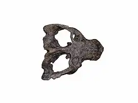cráneo de un Exaeretodon
