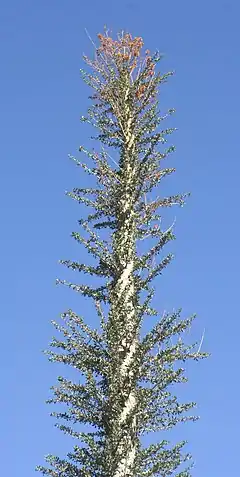 Fouquieria columnaris.
