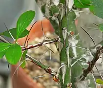 En la axila de las espinas de Fouquieria fasciculata se observan yemas o ramificaciones que evidencian su origen foliar (en este caso peciolar).