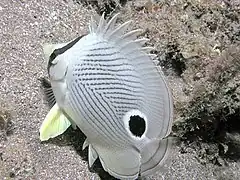 En Saba, Antillas Neerlandesas, con la aleta dorsal desplegada