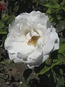 'Frau Karl Druschki' Peter Lambert 1901. Híbrido de té. Sin perfuma. Rosa blanca inusualmente pura. Esta rosa revolucionó las rosas blancas y tiene muchos descendientes, al menos uno en el jardín Nieuwesteeg.