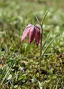 Fritillaria meleagris