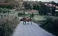 Camino de la Aviñoa. Años 80