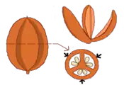 Cápsula loculicida: Fruto cerrado, fruto abierto y corte transversal con flechas mostrando el sitio de sutura.