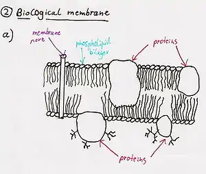 Membrana funcional.