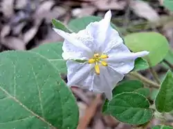 Furry Nightshade.