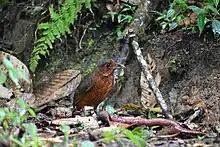 ANTPITTA FOTOGRAFIADA EN RESERVA LAS ´´GRALARIAS'' EN MINDO