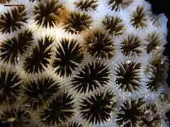 Disposición de coralitos en coralum de L. transversa