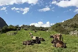 Ganadería aquina