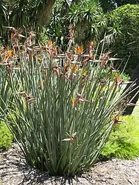 Strelitzia juncea.