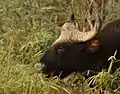 El gaur es el animal salvaje más grande del parque