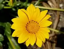 Capítulo de Gazania rigens