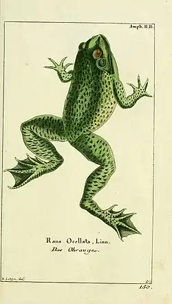 Ilustración de rana criolla de 1780