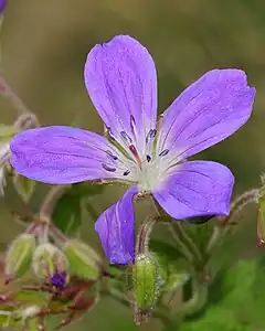 Color malva de un geranio escandinavo