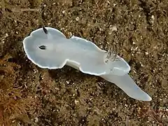 Glossodoris misakinosibogae