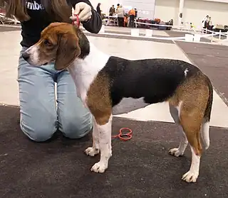 Perro cazador de Estonia