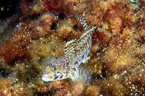 Gobius geniporus