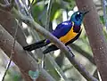 Birds of Eden aviary, South Africa