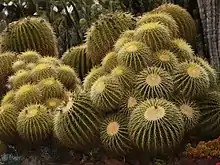 Un grupo de cactus barril dorados maduros (Kroenleinia grusonii).