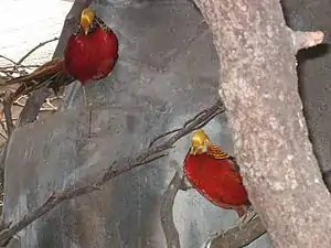 Dos machos en un árbol