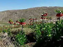 Llanura de Fritillaria imperialis, Condado Sepidan