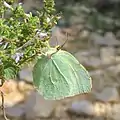 Mariposa Gonepteryx cleopatra