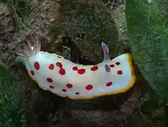 Goniobranchus splendidus