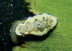 Goniobranchus tennentanus