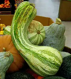 Un ejemplar muy típico de Cucurbita argyrosperma 'Green Striped Cushaw' en venta en un Walmart estadounidense. Las razas del sudoeste de Estados Unidos que se llaman "cushaw" se aprecian para pulpa (la especie se conoce más en el mundo de habla hispana, salvo en Argentina, por sus variedades para zapallito o para semillas). Los "cushaw" son de cáscara muy dura que se corta con cuchillo de cocina bien afilado y pulpa de color claro amarillenta-anaranjada de sabor muy suave que cosecha fanáticos en el sudoeste de Estados Unidos.