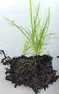 Una gramínea (Monocotyledoneae: Poaceae)