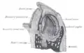 Sección vertical del mandible de un feto humano temprano. X 25.